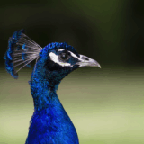 １１/１　HiraethにてBlogを投稿いたしました