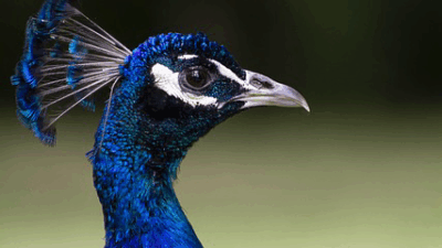 １１/１　HiraethにてBlogを投稿いたしました