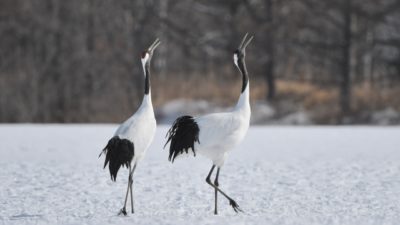 Hiraethにて投稿いたしました