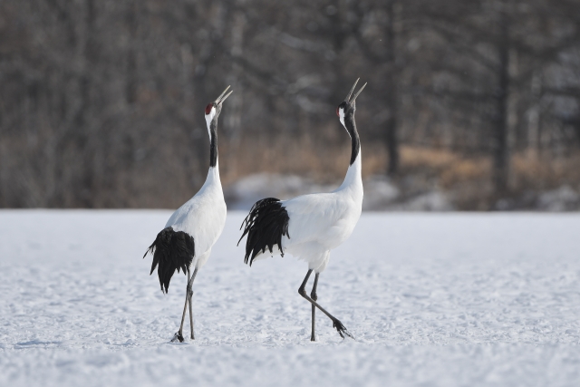 Hiraethにて投稿いたしました